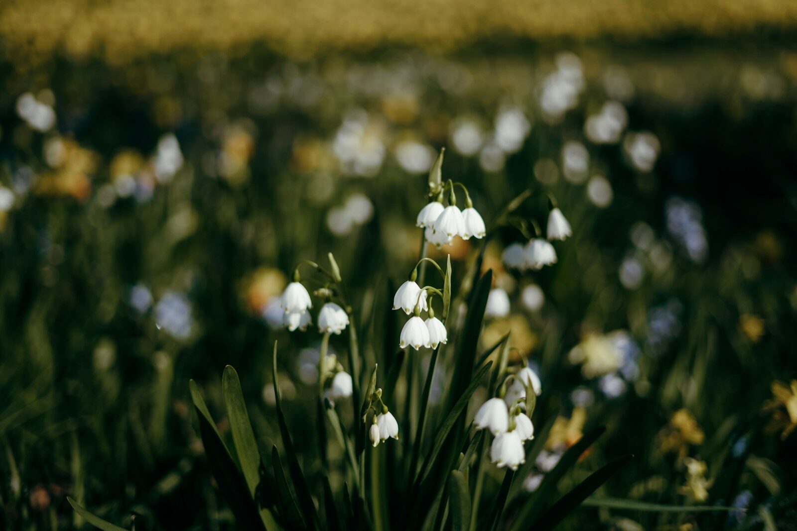 Live Sports Broadcasts